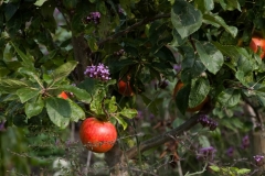 022-76 (Small)